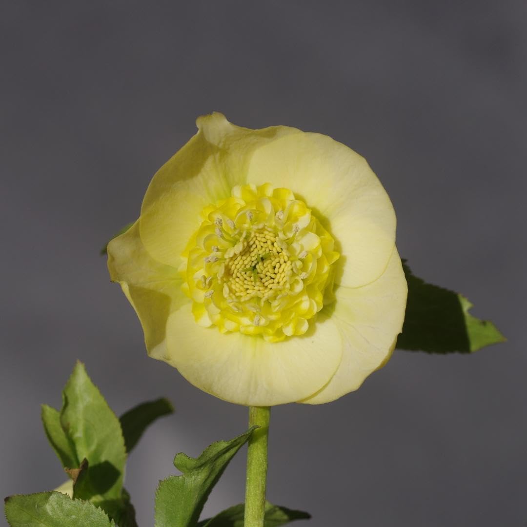 クリスマスローズ 認定毬姫モーリーsd多弁レッド 加藤農園 一点物